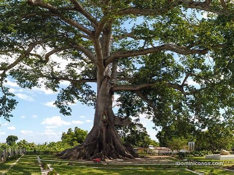 El árbol Más Grande Y Robusto De Rd Tiene Más De 850 Años Imagenes