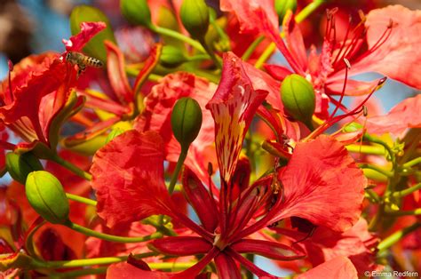 Check spelling or type a new query. Free photo: Flamboyant tree flower - Colorful, Flor ...