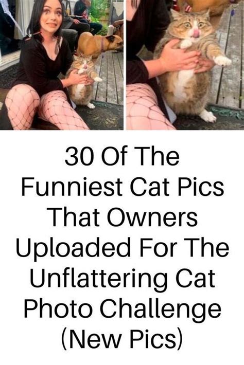 30 Of The Funniest Cat Pics That Owners Uploaded For The Unflattering