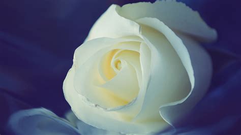 🔥 Download White Rose Wallpaper High Definition Quality By Richardo12