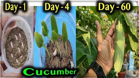 It lets you know how long your growing season needs to be. Best method to grow Cucumber Plants from seeds at home ...