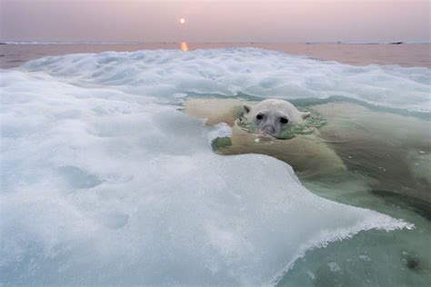 Photographing Polar Bears By Paul Souders