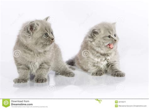 Two Cute Kittens Stock Image Image Of Looking Brother
