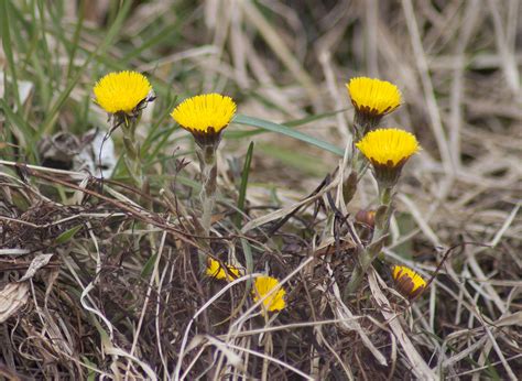 Nature Notes Coltsfoot An Early Spring Flower Northumberland Coast