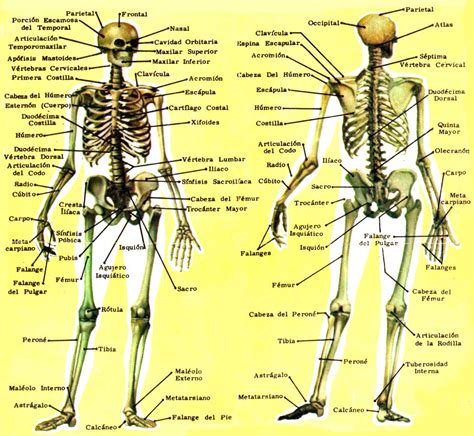Los Huesos Del Cuerpo Humano Imagenes