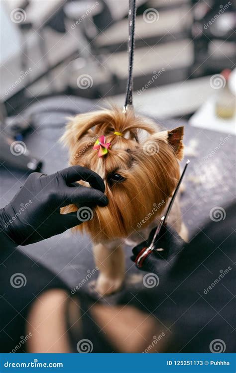 Dog Grooming At Pet Salon Funny Dog Getting Haircut Stock Image
