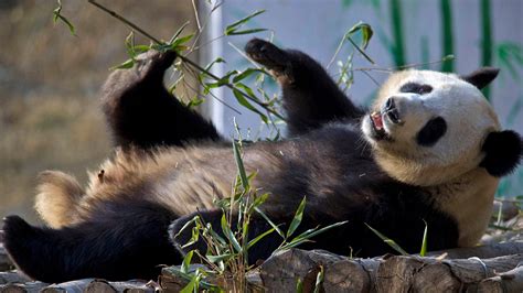 Wild Giant Panda Population Increases In China Fox News