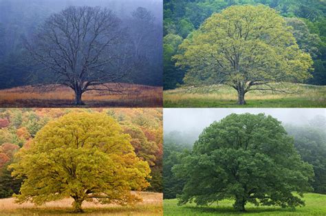 As Earths Climate Changes Is It Time To Redefine The Four Seasons
