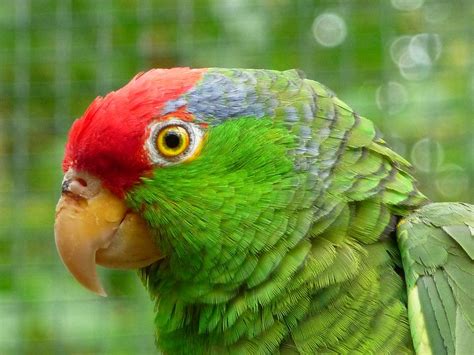 Keeping Amazon Parrots As Pets