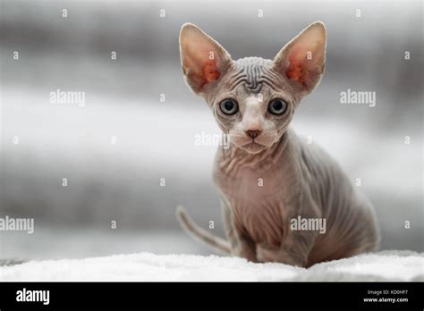 Animal Portrait Of Sphynx Cat Looking At Camera Stock Photo Alamy