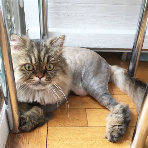 My cat was shaved like a lion. 1st Lion Cut for my Persian Cats | Meow Lifestyle