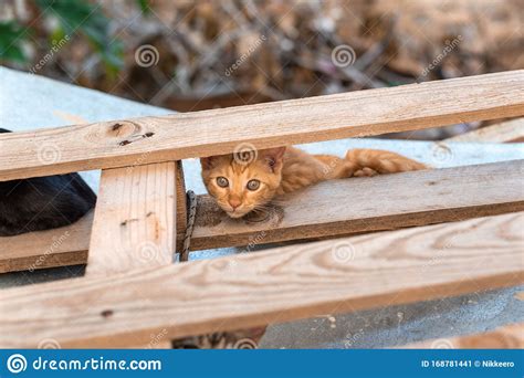 Ginger Cat Looks At Camera Stock Image Image Of Striped People