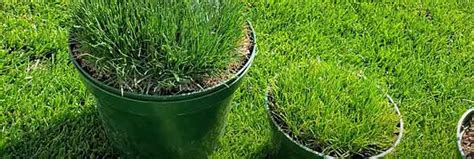 Perennial Ryegrass Vs Tall Fescue Which Stands Out The Best