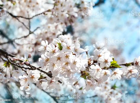 Cherry Blossoms Over Blurred Nature Background With Bokeh Spring