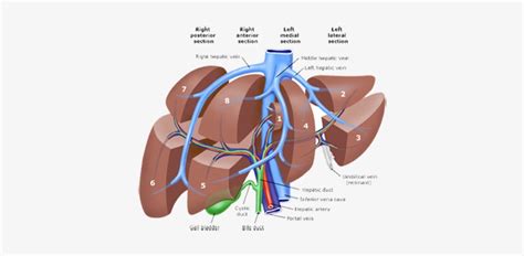 Human liver diagram stock illustration. Liver Lobes Anatomy - Anatomy Drawing Diagram