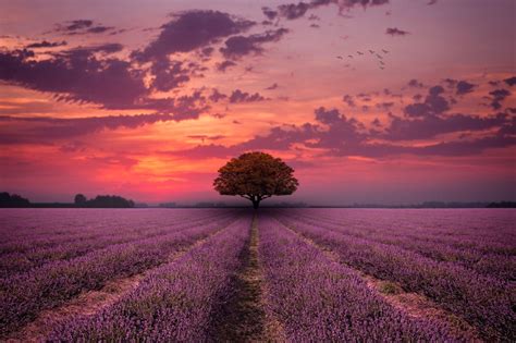 Lavender Sunset Beautiful Landscapes Beautiful Nature Lavender Sunset