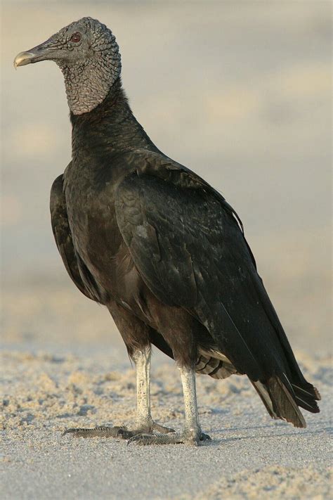Black Vulture (Coragyps atratus) | Black vulture, Vulture, Animals