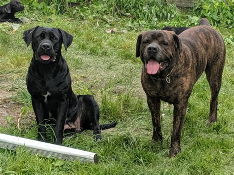 Cani corsi are descended from ancient roman dogs and they haven't forgotten their guardian instincts. Cane Corso Puppies For Sale | Freeland, MI #304495