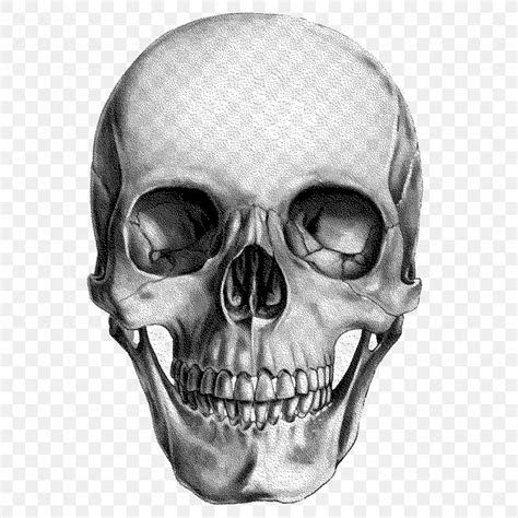 Human Skull Drawing Anatomy Png 932x932px Skull Anatomy Art Art