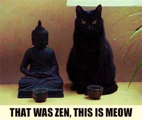 That Was Zen This Is Meow In5d Cat Jokes Friday Funny Pictures Cats