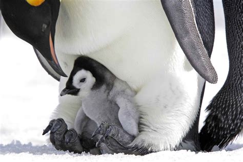 Emperor Penguin Facts Aptenodytes Forsteri