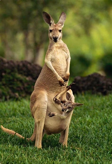 Female Red Kangaroo With Her Baby In The Pouch Red Kangaroo Animals