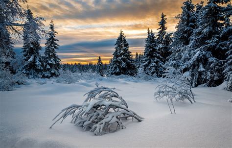 Wallpaper Winter Forest Norway Frosty Lillehammer Images For