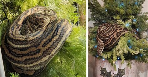 Maybe you would like to learn more about one of these? Photos: In Australia, pythons make great Christmas tree ...