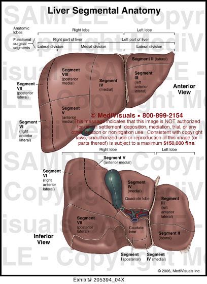 Liver Segmental Anatomy Medical Illustration
