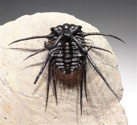 TOP QUALITY SPINY DICRANURUS TRILOBITE WITH FULLY EXPOSED SPINES