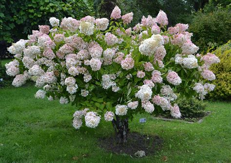 Hydrangea Pee Gee 8 Pot Hello Hello Plants