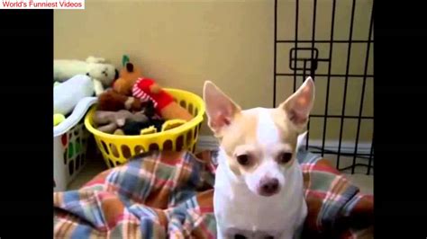 10 Funniest Chihuahua Videos Youtube