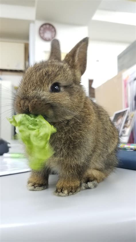 Are We Doing Baby Bunnies Now Aww Cute Animals Cats Dogs Baby