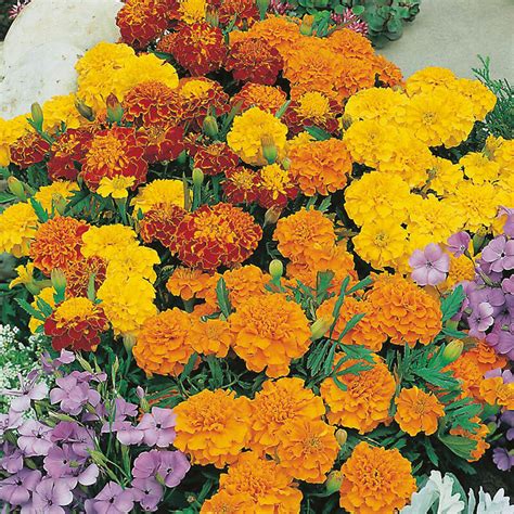 If you're direct sowing during a rainy part of spring, you won't need to pre soak the seeds. Marigold (French) Bonita Mixed Flower Seeds from D.T.Brown