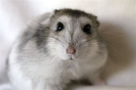 Mr Houdini My Baby Winter White Ham Dwarf Hamster Cute Hamsters