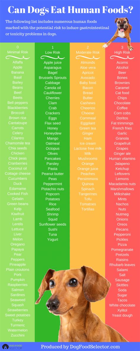 Foods dogs can eat chart. Can Dogs Eat Human Foods? #Infographics | Human food for ...