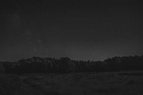 Grayscale Trees Under Starry Sky Wallpaper Forest Trees Landscape