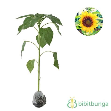 Kami menawarkan karangan bunga dari 44.00 eur | 53.28 usd. Jual Tanaman Bunga Matahari Lokal - BibitBunga.com