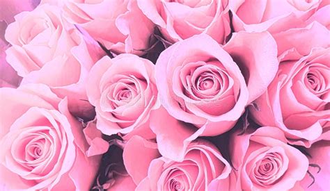 971 Wallpaper Of Pink Rose Images And Pictures Myweb