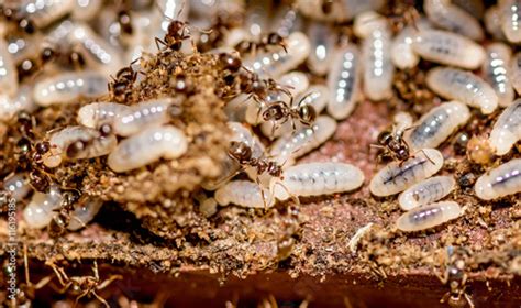 Large Colony Of Termites And Their Larvae On The Rotten Wood Stock