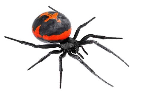 Discover 12 Black Spiders Crawling Around Yellowstone National Park
