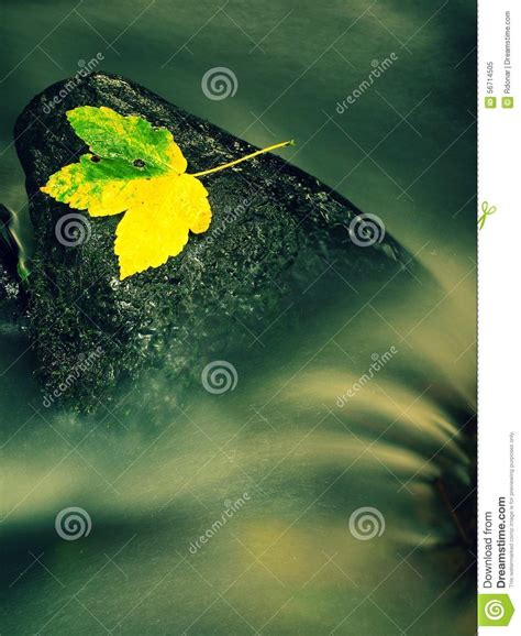 Nice Colorful Broken Maple Leaf On Basalt Stone In Blurred Water Of