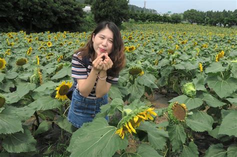 건강을 먼저 생각하기에 무농약 친환경으로 재배합니다. 김경숙해바라기농장