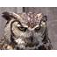 Winter Owl Prowl Is Back  WindsoriteDOTca News Windsor Ontarios