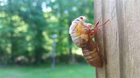 Nh Photography The 17year Cicadas Have Emerged In Ohio