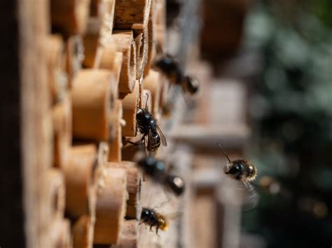 Raising Mason Bees Dos And Donts Backyard Beekeeping