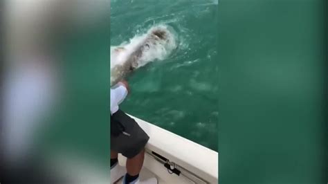Watch Goliath Grouper Eats Shark In 1 Bite Youtube