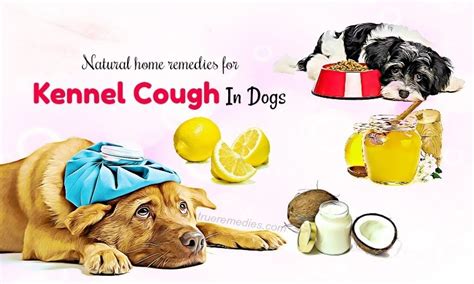 18 Natural Home Remedies For Kennel Cough In Dogs