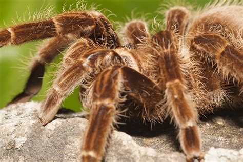 10 Best Tarantula Species To Keep As Pets
