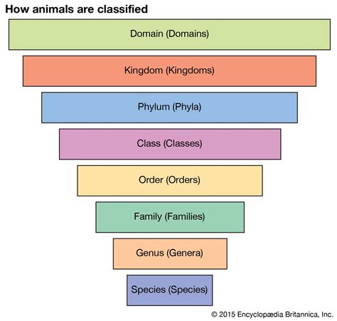 Human Taxonomy Chart